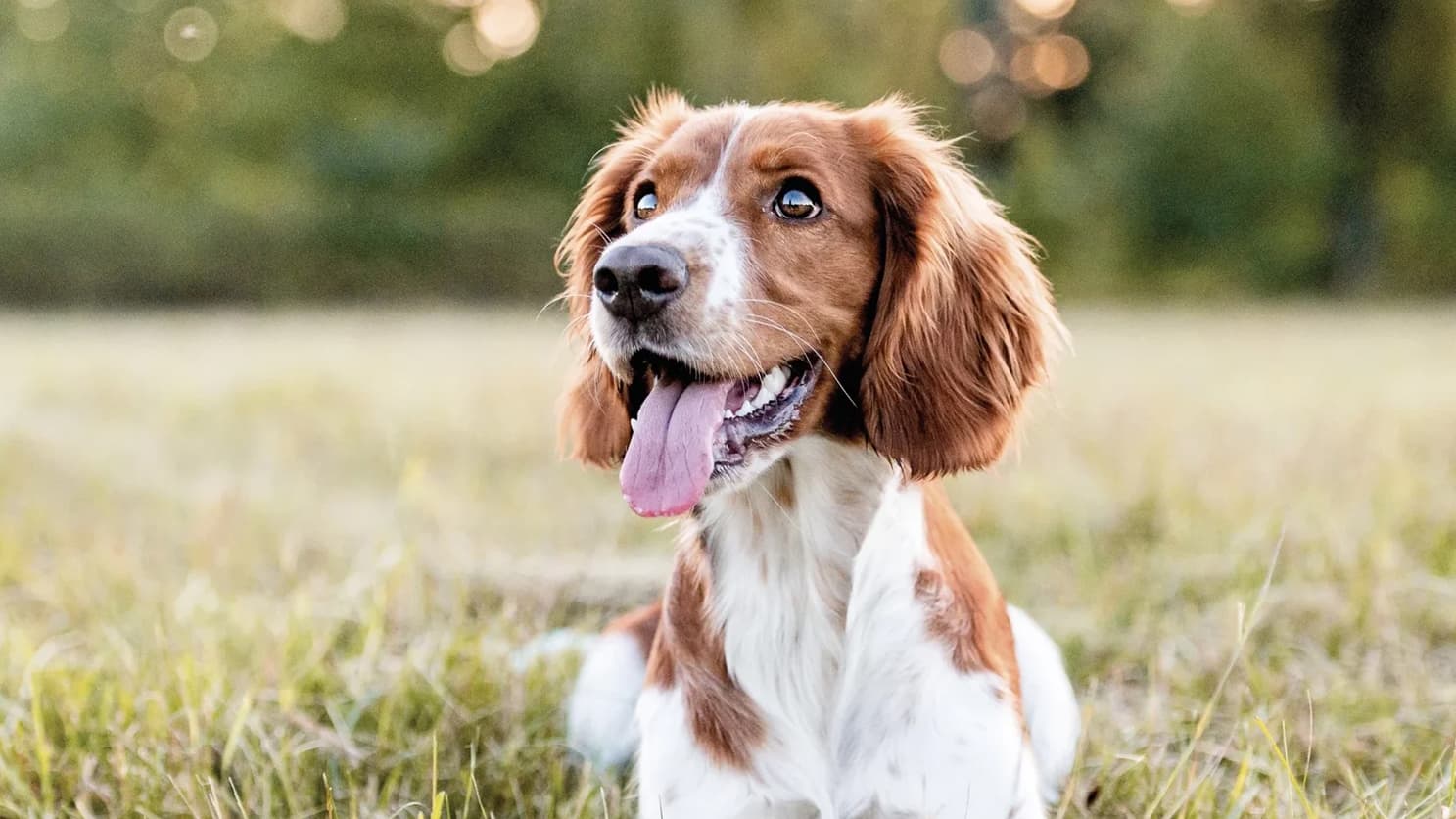 Ein braun-weißer Hund mit Schlappohren und heraushängender Zunge liegt auf einer Wiese, im Hintergrund sind verschwommene Bäume zu sehen.