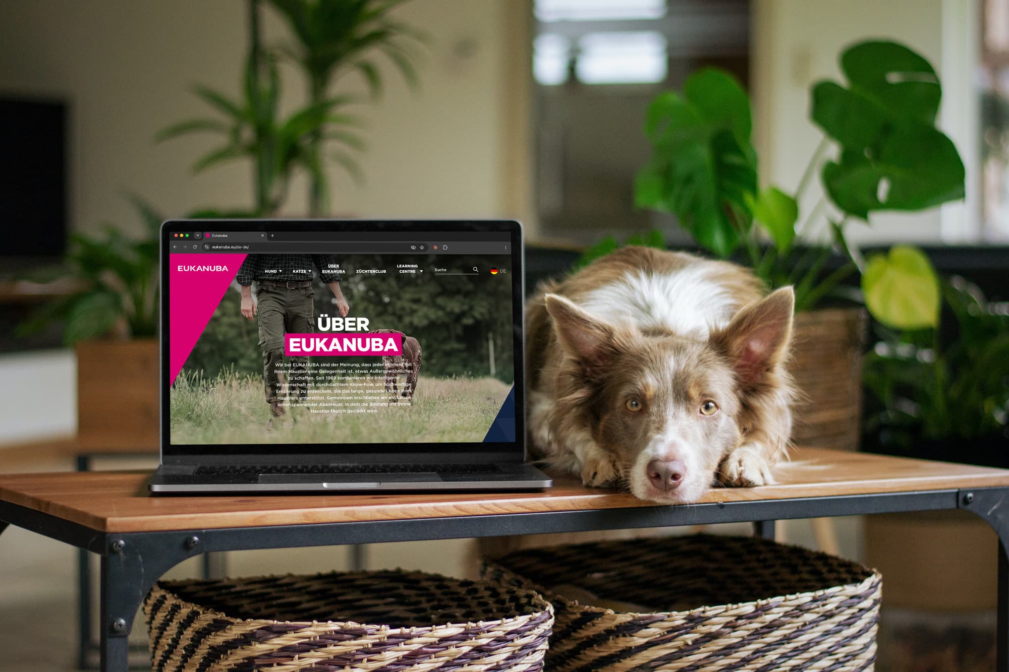Braun-weißer Hund liegt neben einem Laptop auf einem Tisch; auf dem Bildschirm ist die Eukanuba-Website mit der Über-uns-Seite zu sehen.