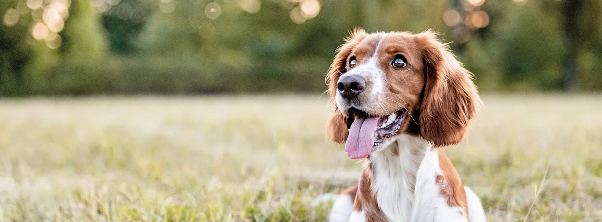 Ein braun-weißer Hund mit Schlappohren und heraushängender Zunge liegt auf einer Wiese, im Hintergrund sind verschwommene Bäume zu sehen.